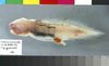 Filename=aphyonus.jpg
Filesize=34KiB
Dimensions=681x417
Date added=May 30, 2008 aphyonus.jpg