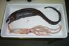 Filename=basketwork_eel.jpg
Filesize=44KiB
Dimensions=709x472
Date added=May 30, 2008 basketwork_eel.jpg