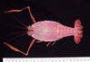 Filename=blind_lobster.jpg
Filesize=45KiB
Dimensions=709x495
Date added=May 30, 2008 blind_lobster.jpg