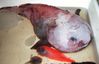 Filename=blob_fish.jpg
Filesize=51KiB
Dimensions=709x460
Date added=May 30, 2008 blob_fish.jpg