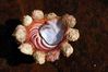 Filename=carrier_shell.jpg
Filesize=58KiB
Dimensions=709x472
Date added=May 30, 2008 carrier_shell.jpg