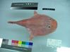 Filename=coffinfish.jpg
Filesize=45KiB
Dimensions=709x531
Date added=May 30, 2008 coffinfish.jpg