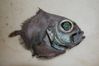 Filename=oreo_dory.jpg
Filesize=73KiB
Dimensions=709x472
Date added=May 30, 2008 oreo_dory.jpg