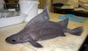 Filename=prickly_shark.jpg
Filesize=59KiB
Dimensions=709x417
Date added=May 30, 2008 prickly_shark.jpg
