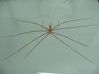 Filename=sea_spider.jpg
Filesize=34KiB
Dimensions=709x531
Date added=May 30, 2008 sea_spider.jpg