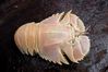 Filename=shovel_nosed_lobster.jpg
Filesize=59KiB
Dimensions=709x472
Date added=May 30, 2008 shovel_nosed_lobster.jpg
