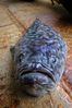 Filename=stargazer.jpg
Filesize=128KiB
Dimensions=709x1065
Date added=May 30, 2008 stargazer.jpg