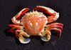 swimmer_crab.jpg